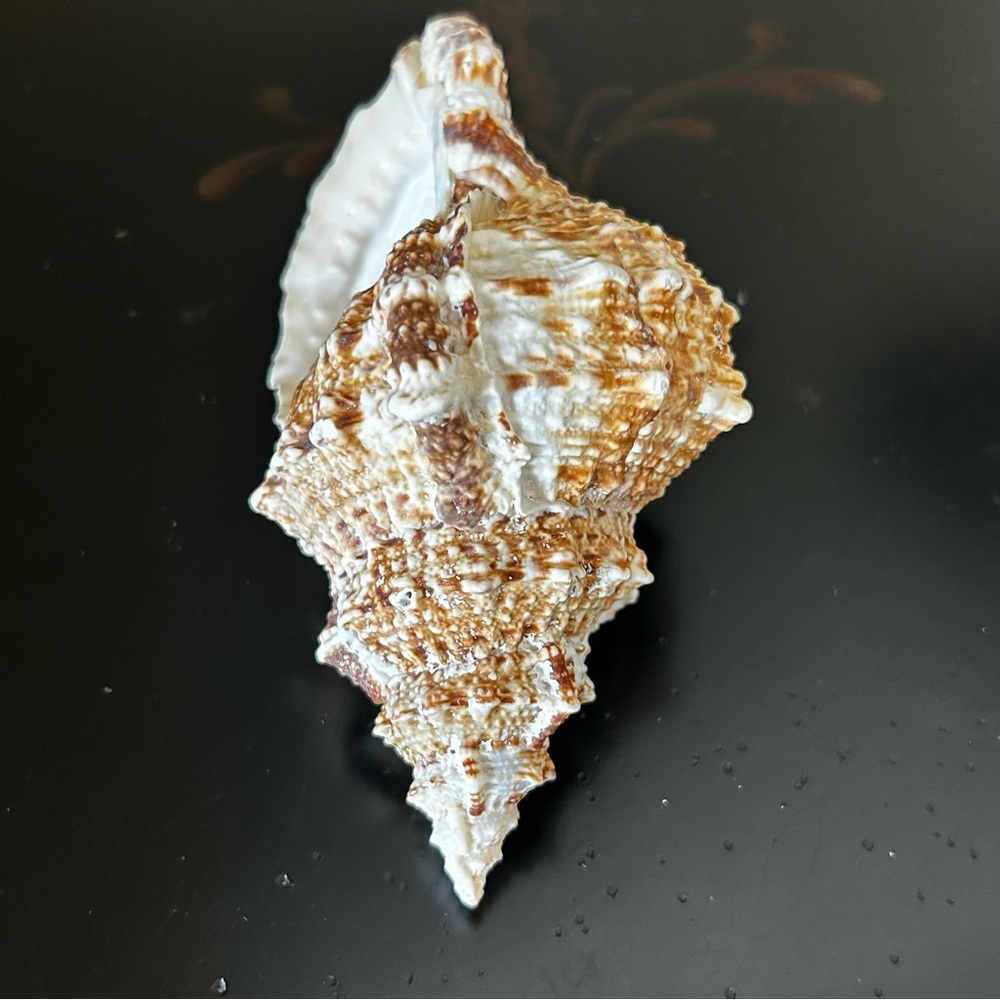 Frog Shell - Picture 5 of 8
